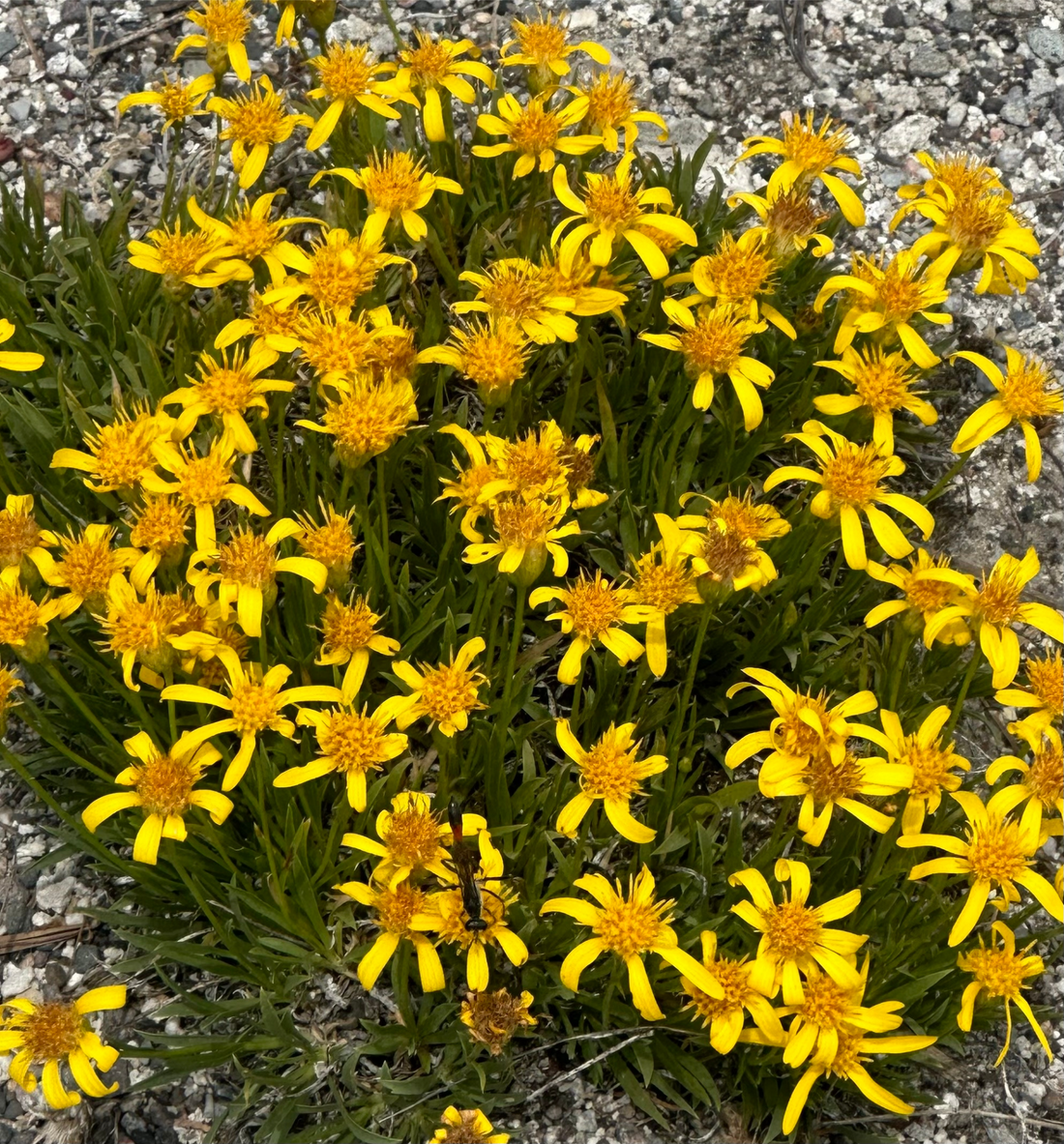 Wild Desert Flowers, Photo Credit: Rebekah White